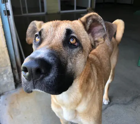 Dogs in Play Area Dogs in Play Area