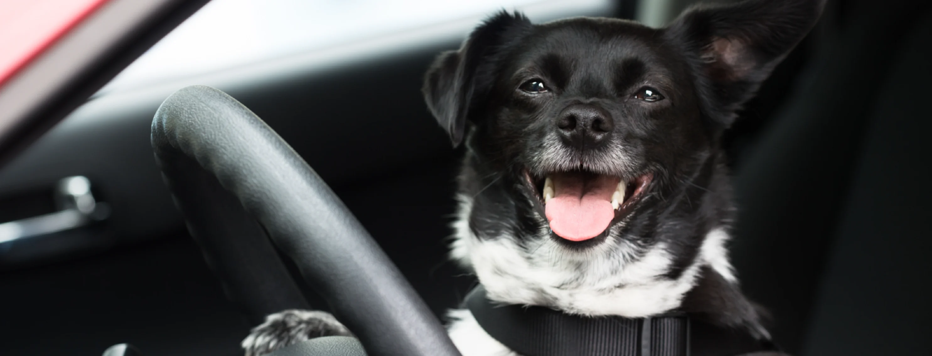 Dog in a car with sunglasses on