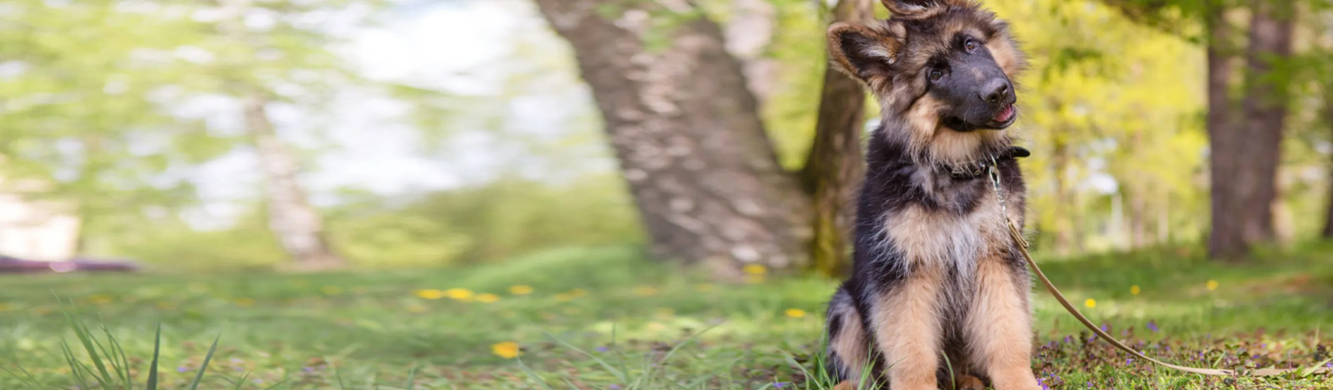 Dog Sitting Outside Dog Sitting Outside