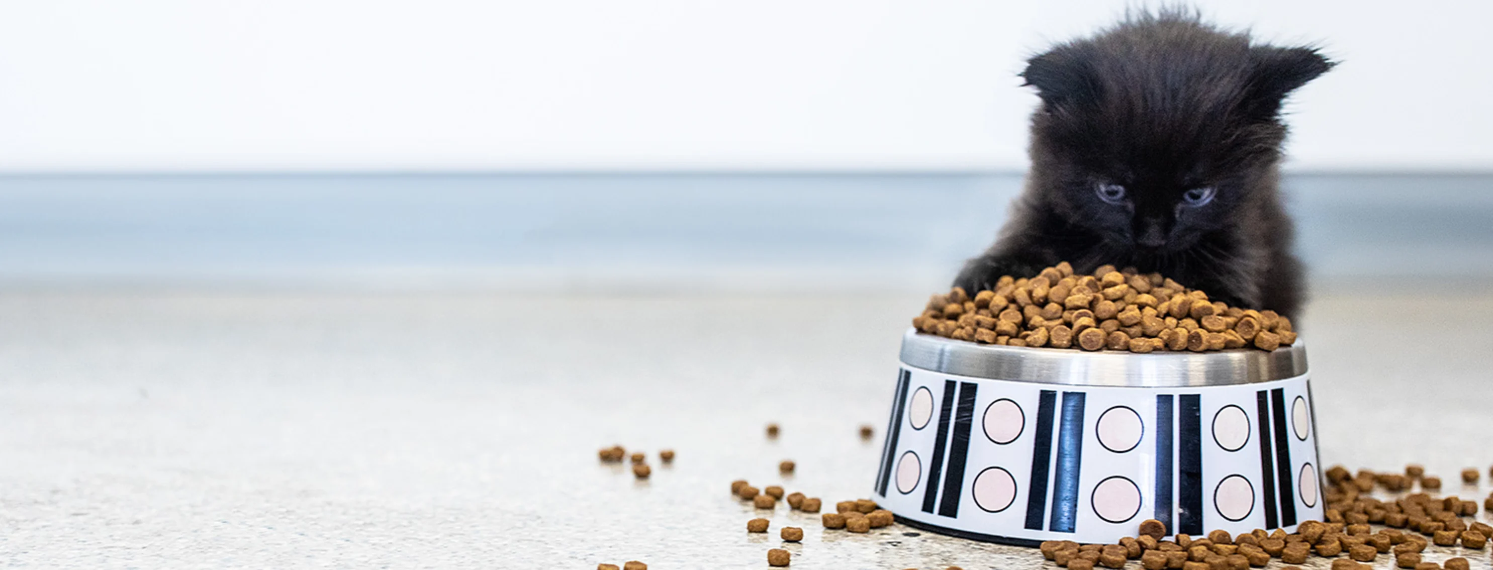 Kitten Eating Food from Bowl