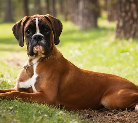 Boxer in Grass