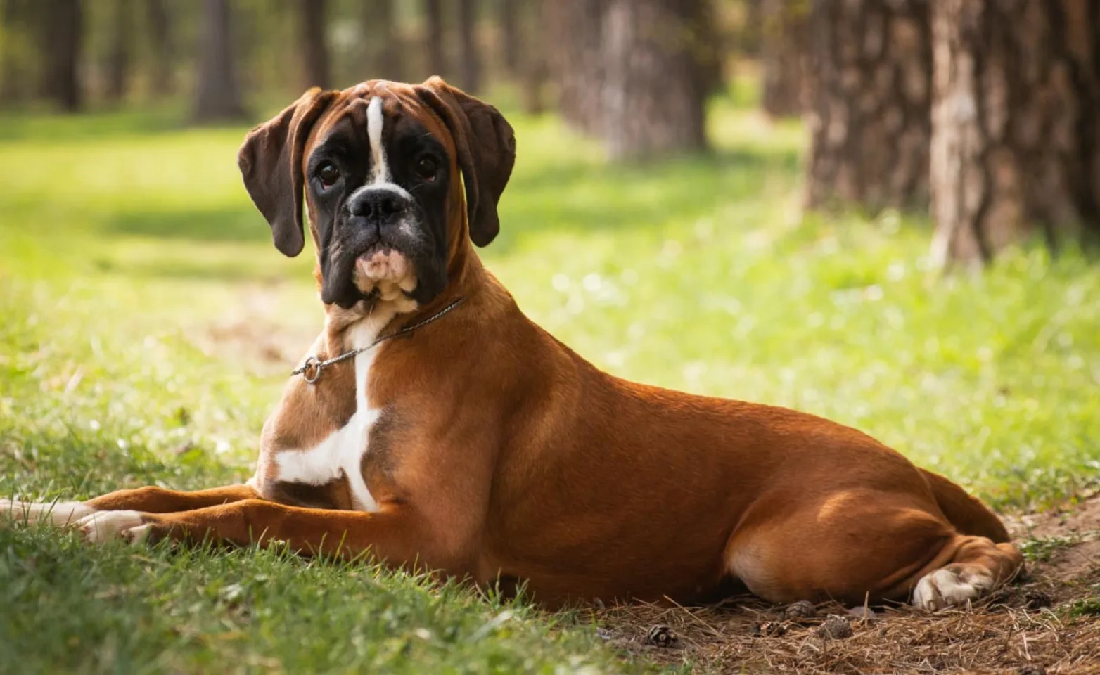 Boxer in Grass Boxer in Grass