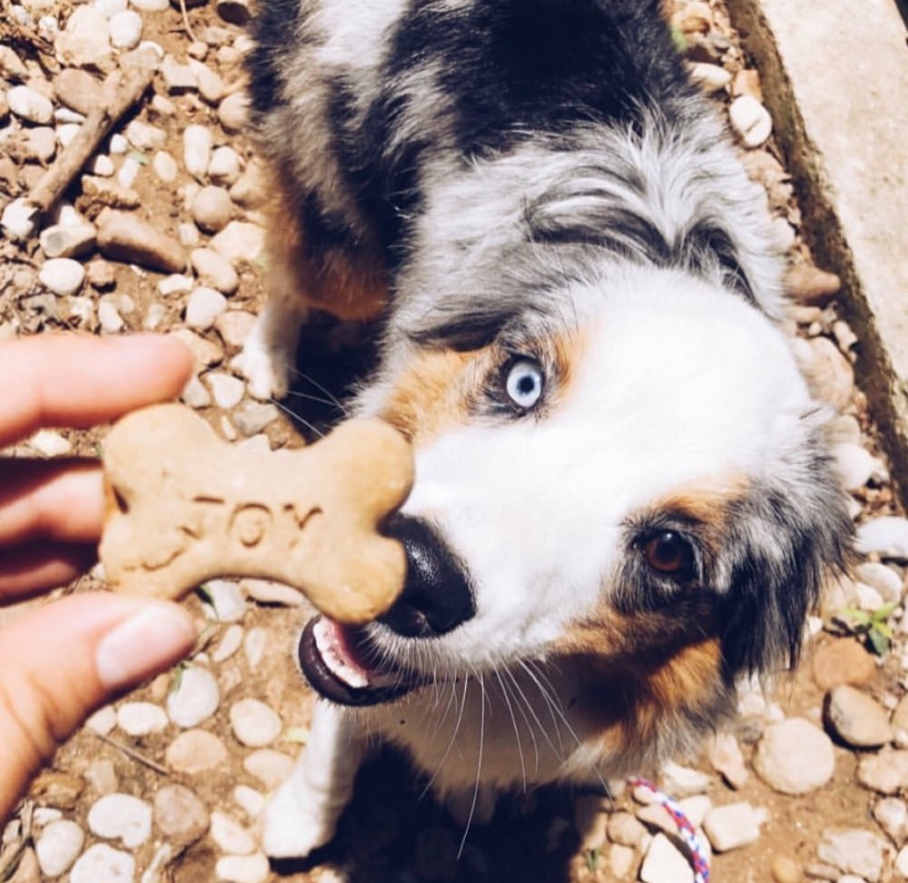 Aussie dog looking up at a cookie 