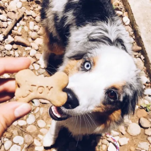 Aussie dog looking up at a cookie 
