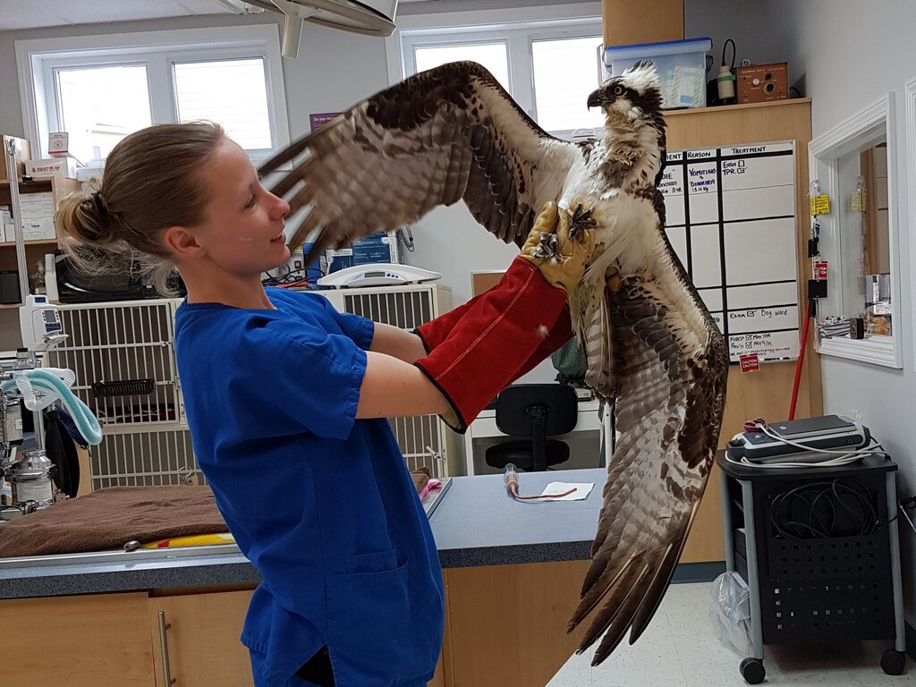 Staff member holding a bird