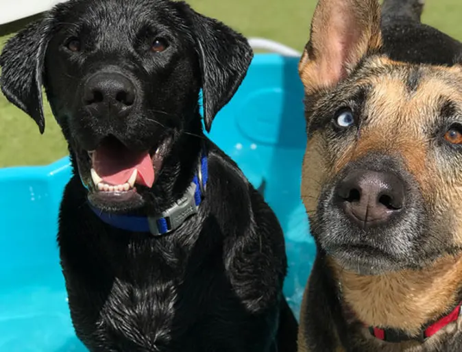 Two dogs outside at Conejo Valley Veterinary Hospital Two dogs outside at Conejo Valley Veterinary Hospital