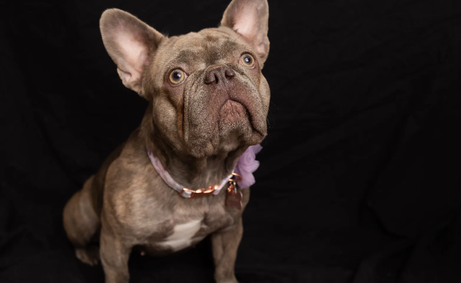 A photo of a grey French Bulldog wearing a flower collar A photo of a grey French Bulldog wearing a flower collar