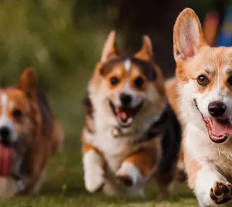 Corgis Running Outdoors Corgis Running Outdoors