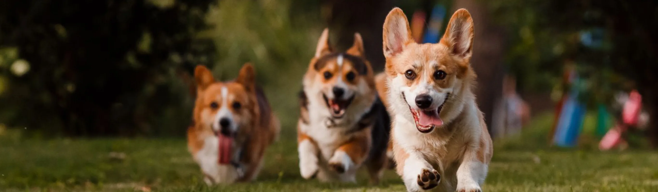 Corgis Running Outdoors