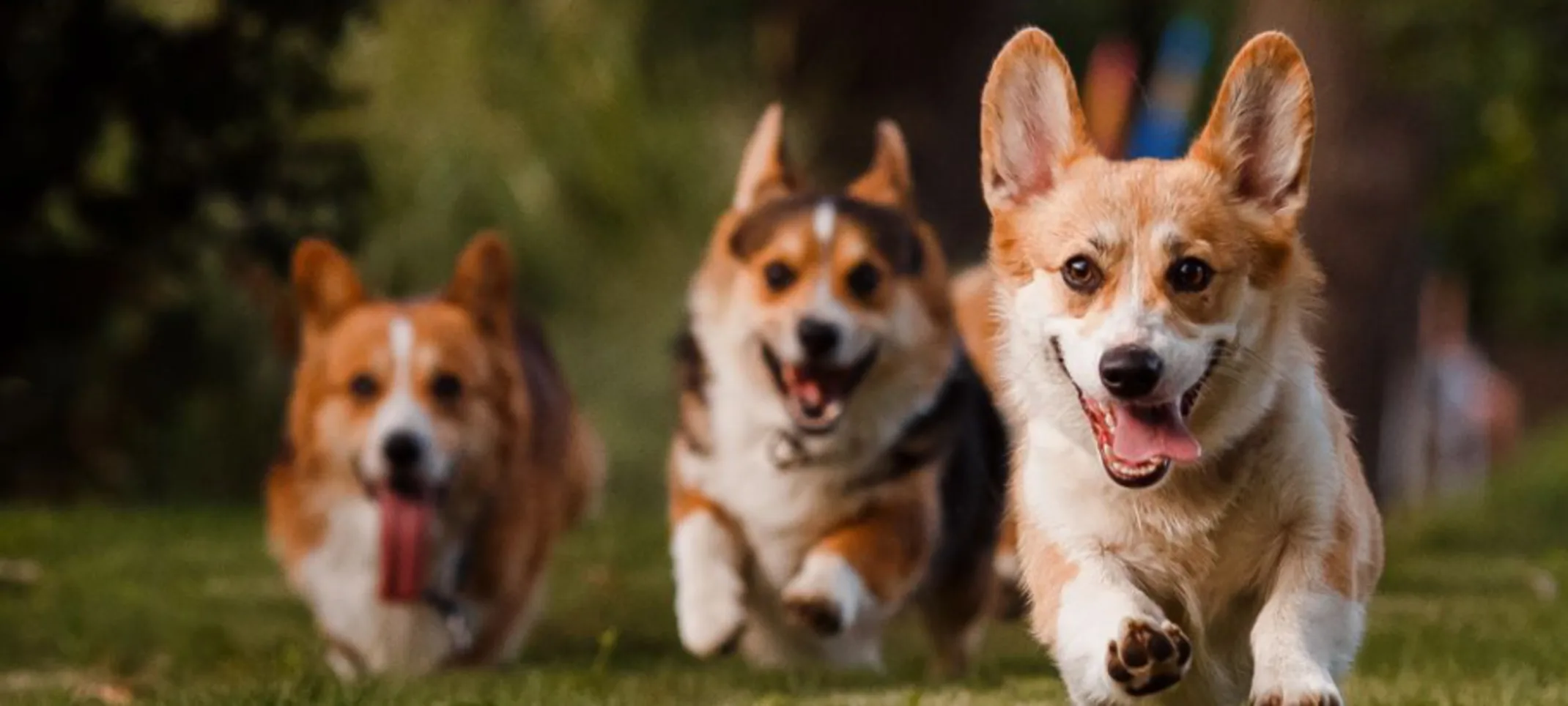 Corgis Running Outdoors