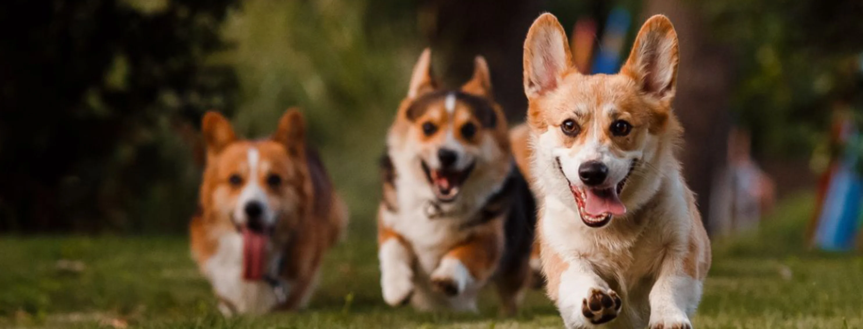 Corgis Running Outdoors