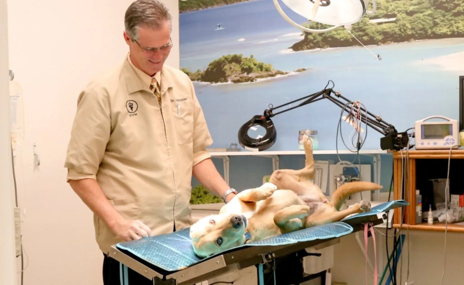 Veterinarian with dog at Brentwood Family Pet Care