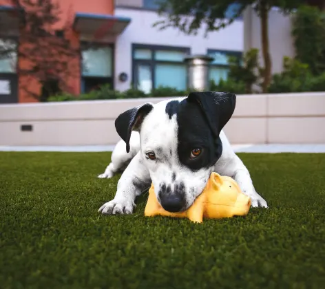 Dog chewing on a toy on