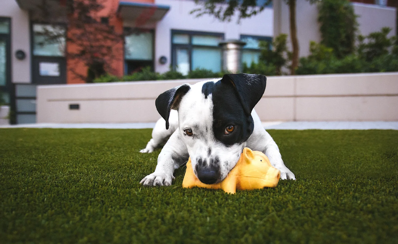 Dog chewing on a toy on