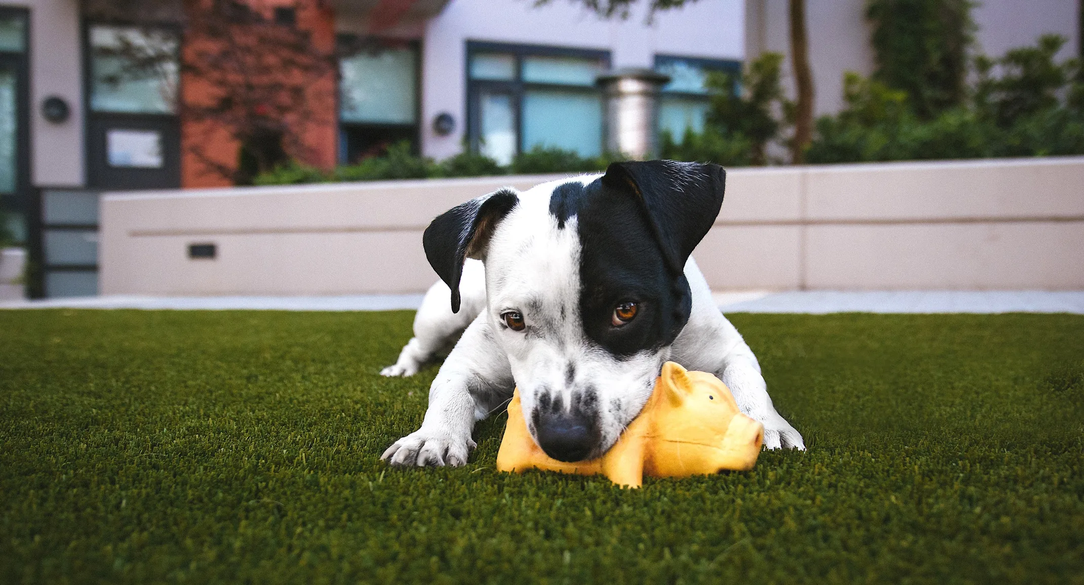 Dog chewing on a toy on Dog chewing on a toy on