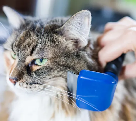 Calico cat getting brushed.