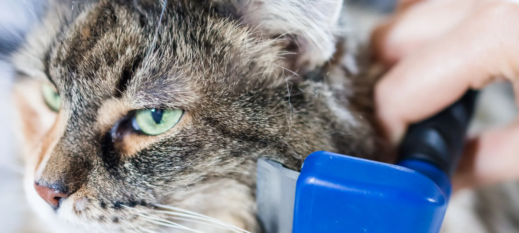 Calico cat getting brushed.