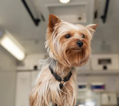 Dog at a Clinic