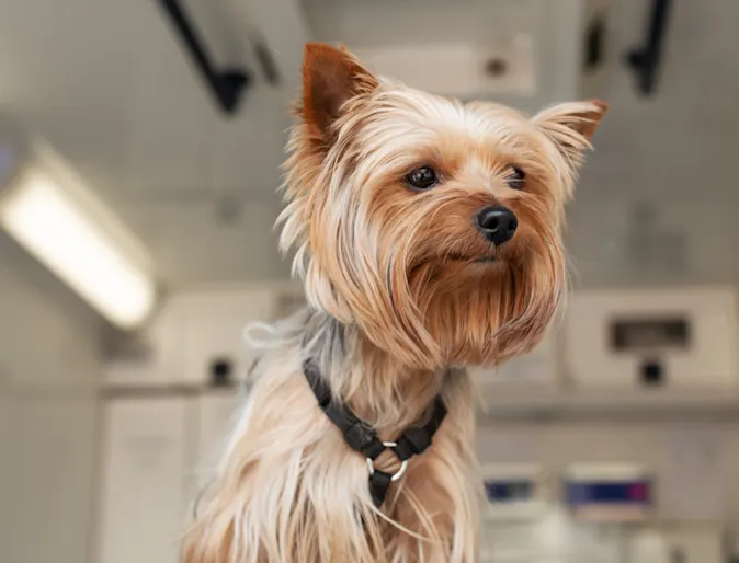 Dog at a Clinic Dog at a Clinic