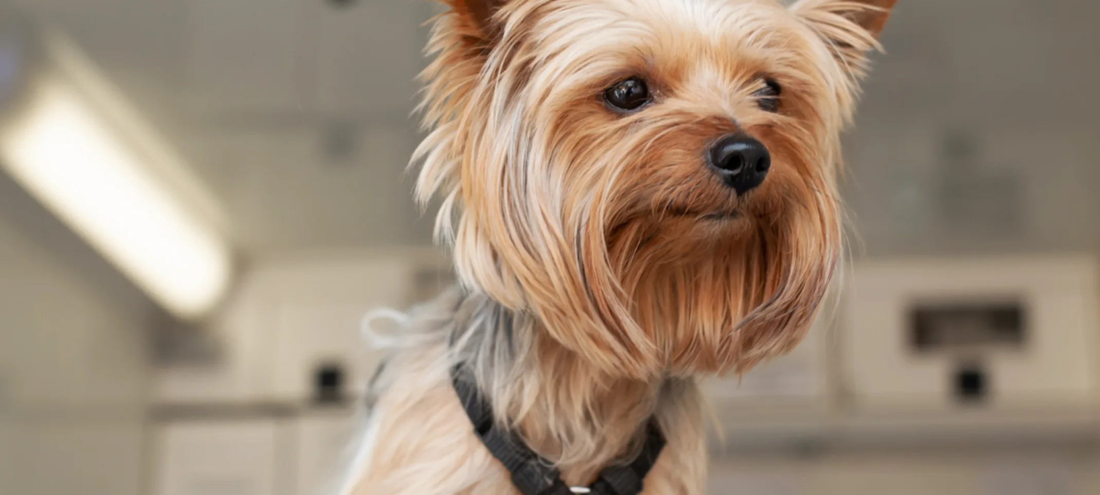 Dog at a Clinic