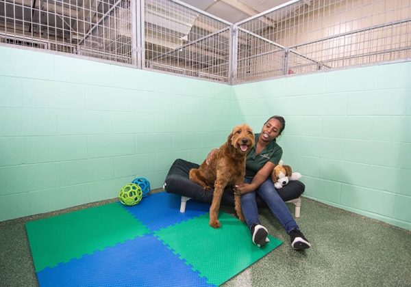 Staff member sitting with big brown dog on dog bed.
