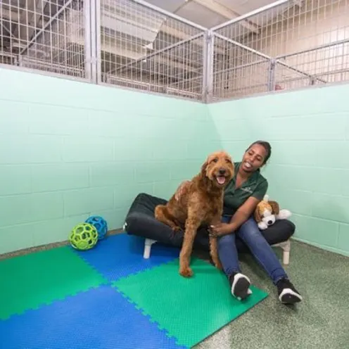 Staff member sitting with big brown dog on dog bed. Staff member sitting with big brown dog on dog bed.