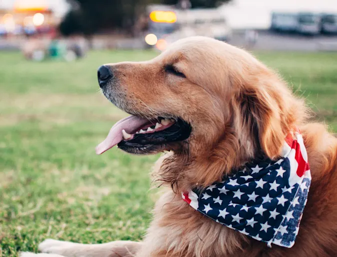 dog wearing bandana