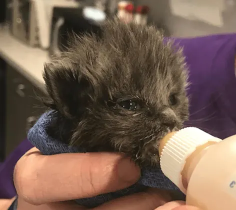Baby kitten wrapped in a blanket and being bottle fed Baby kitten wrapped in a blanket and being bottle fed