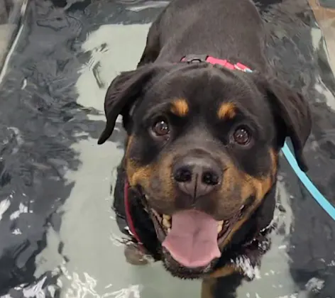 Dog wading through water in rehabilitation tank Dog wading through water in rehabilitation tank