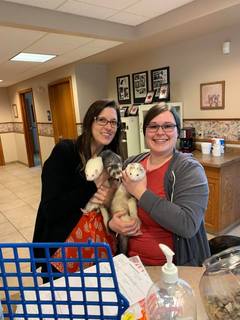 Holding ferrets at Small Animal Hospital