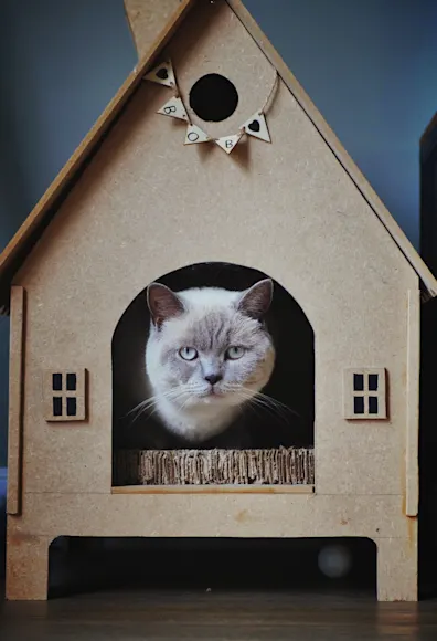 Icon at Mission Veterinary Emergency & Specialty for Surgery cat looking at the camera while inside a cat house Icon at Mission Veterinary Emergency & Specialty for Surgery cat looking at the camera while inside a cat house