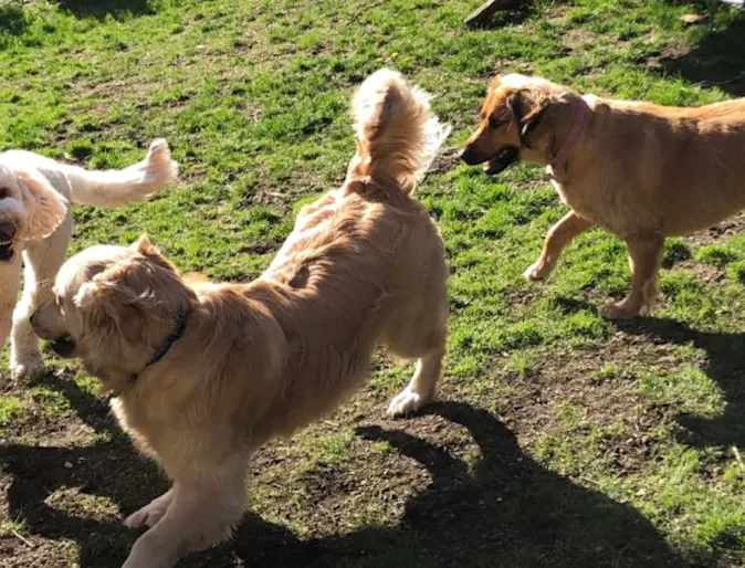 Dogs Playing Outside Dogs Playing Outside