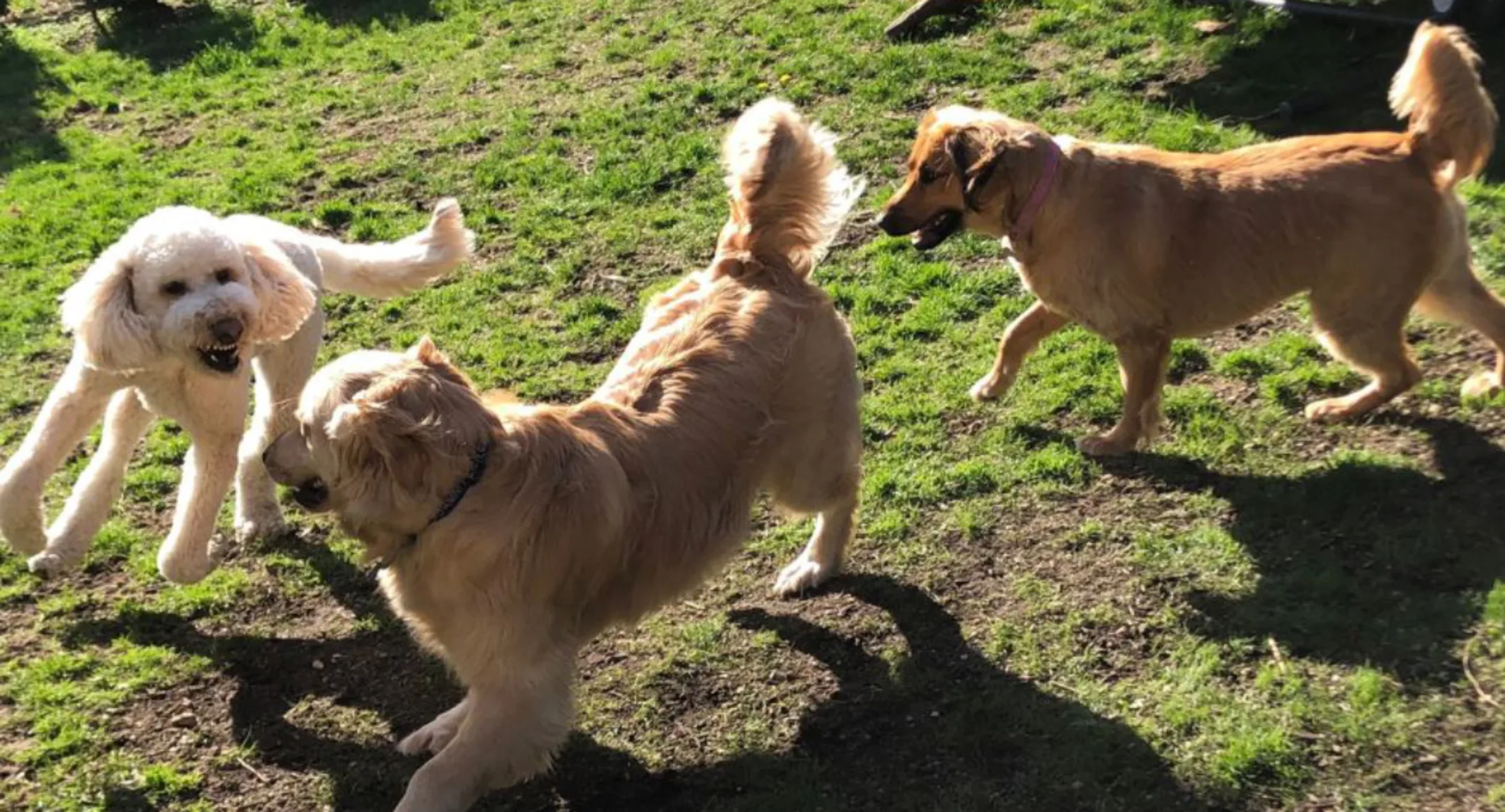 Dogs Playing Outside Dogs Playing Outside