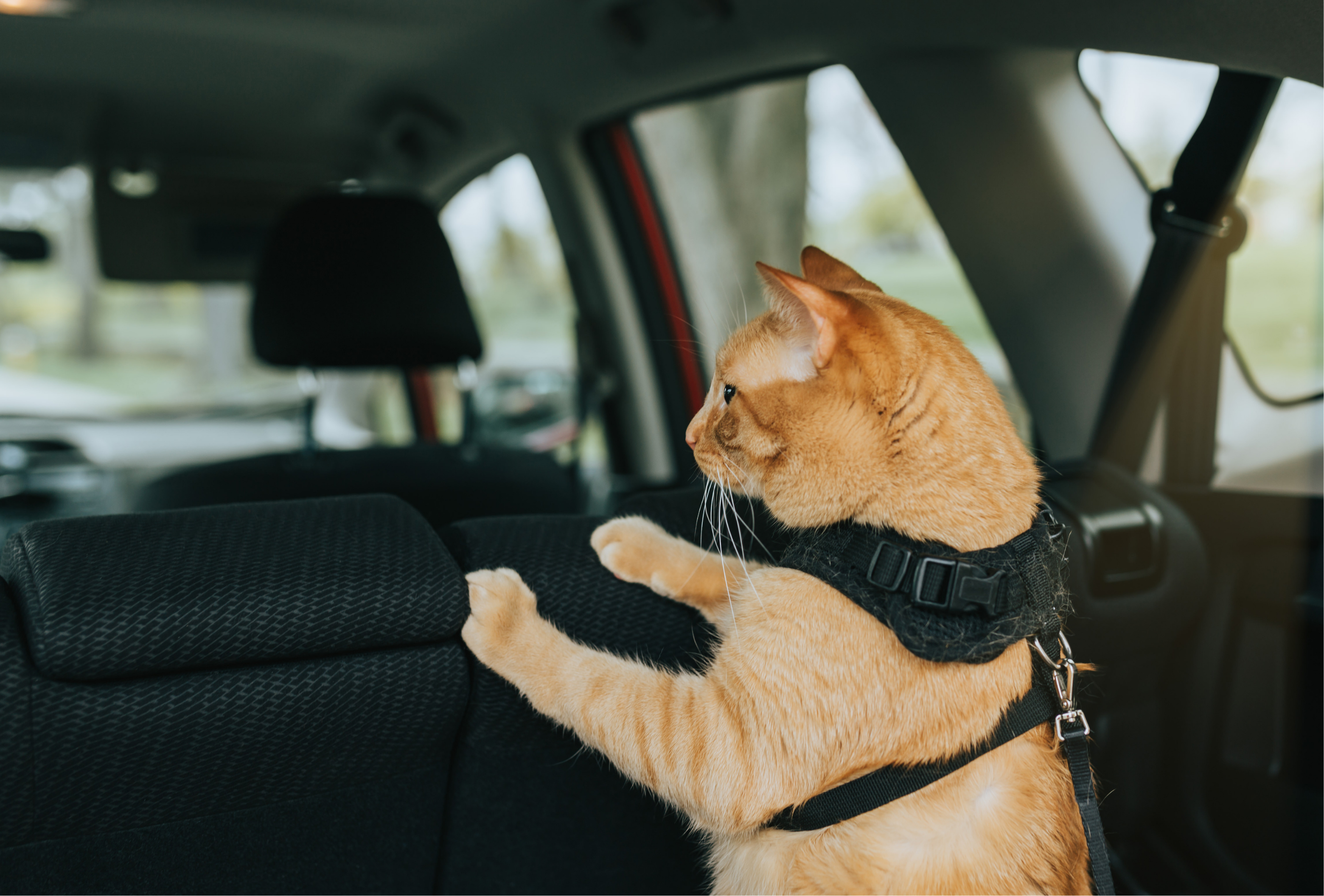 Orange cat in car