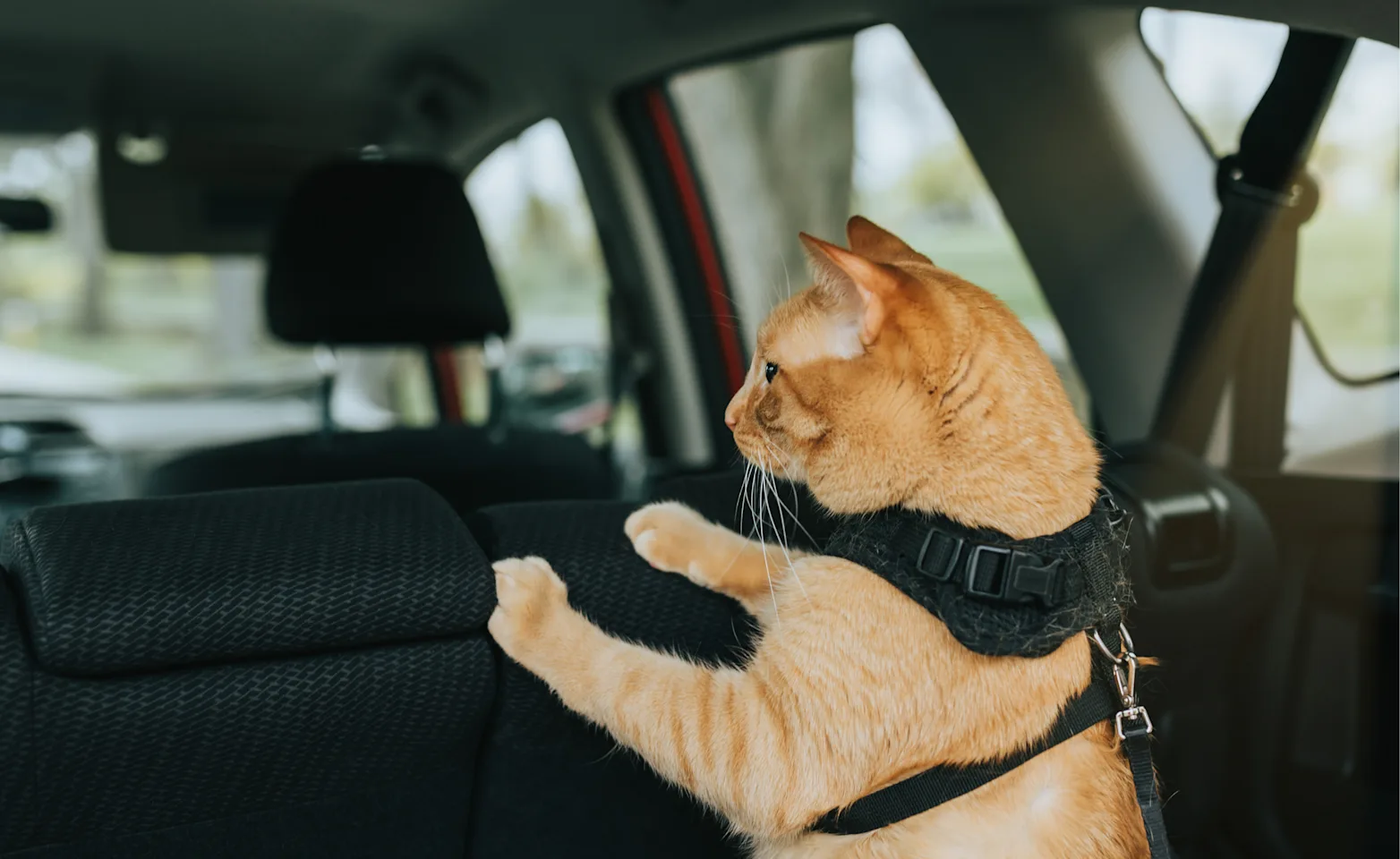 Orange cat in car Orange cat in car