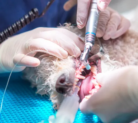 Dog received dental surgery