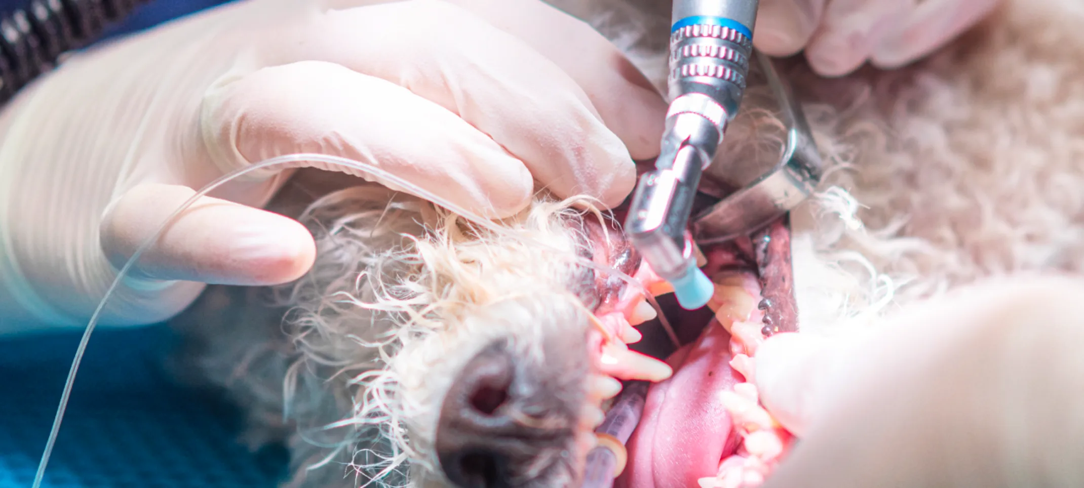 Dog received dental surgery Dog received dental surgery