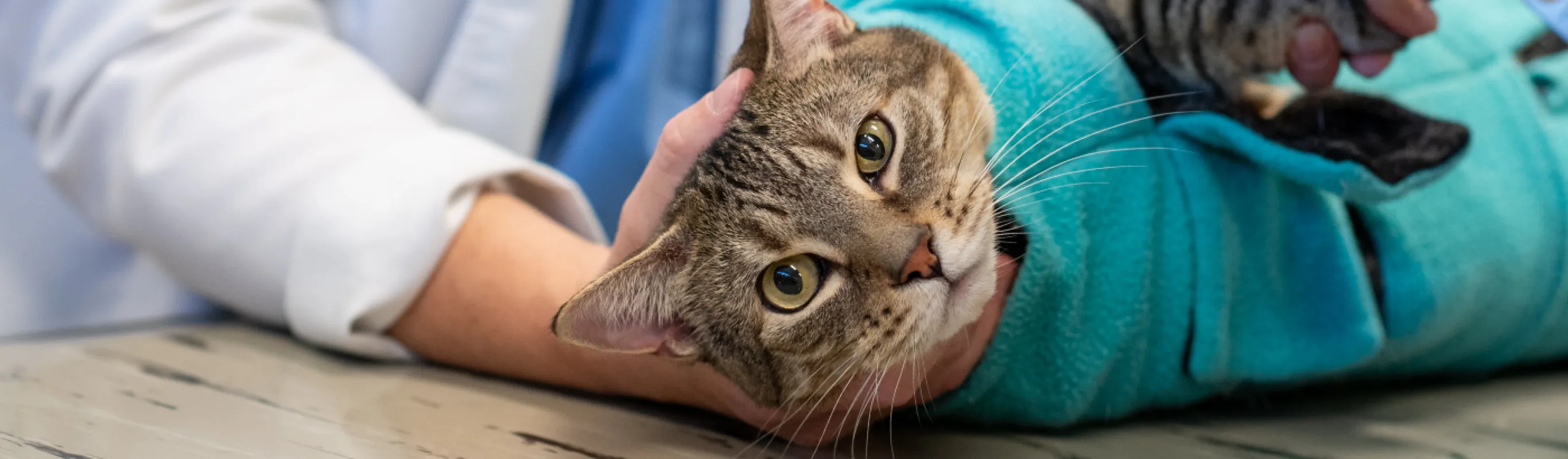 Cat secured in blanket to receive nail trimming Cat secured in blanket to receive nail trimming