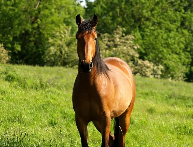 Hors Standing in Field - Equine Hors Standing in Field - Equine