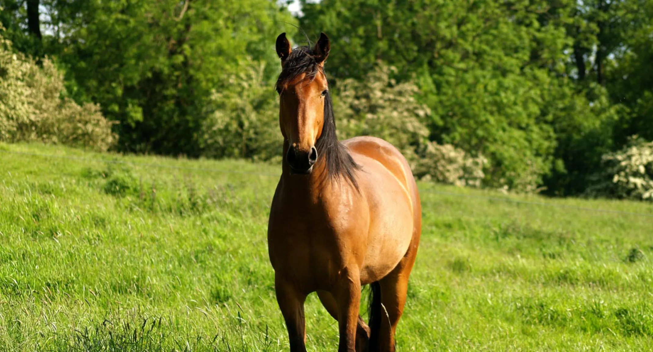 Hors Standing in Field - Equine