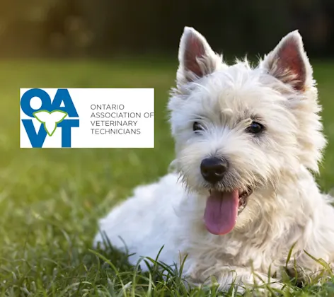 A dog laying on the grass OAVT logo A dog laying on the grass OAVT logo