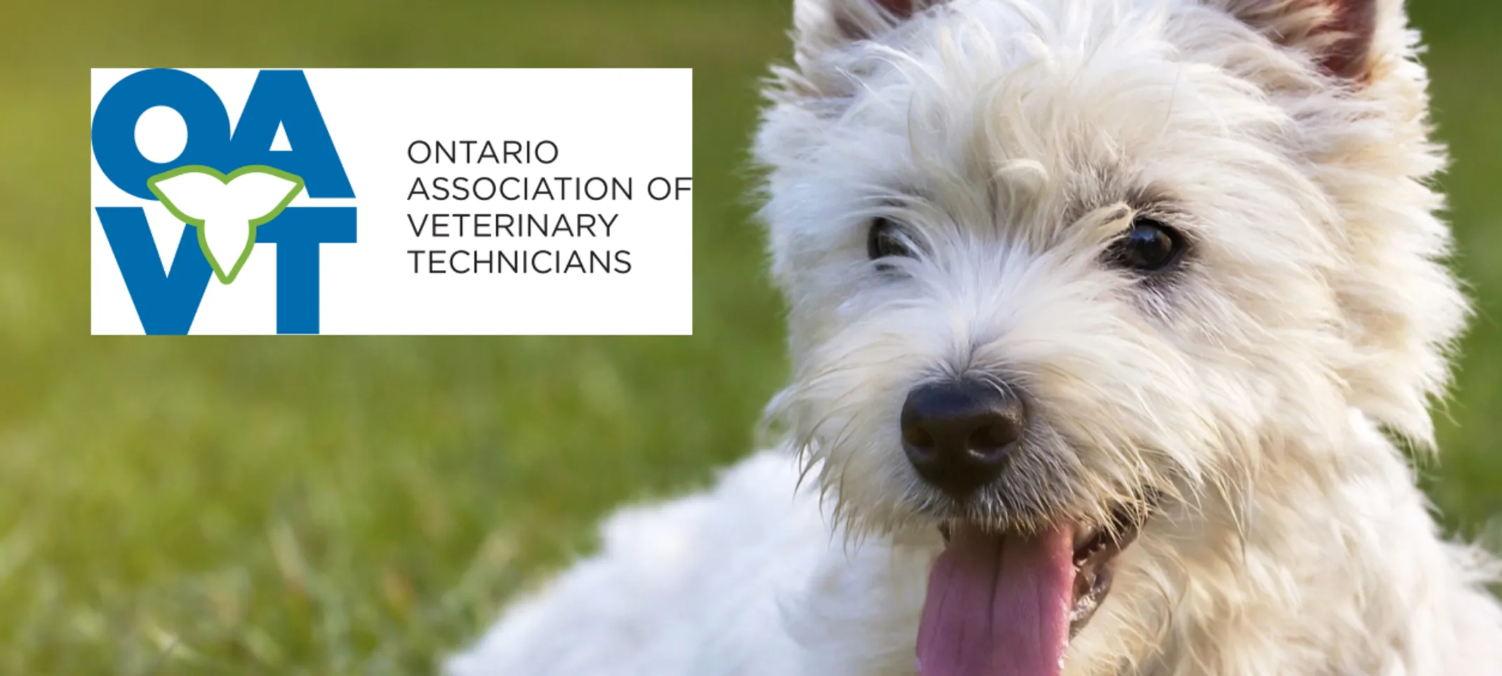 A dog laying on the grass OAVT logo A dog laying on the grass OAVT logo