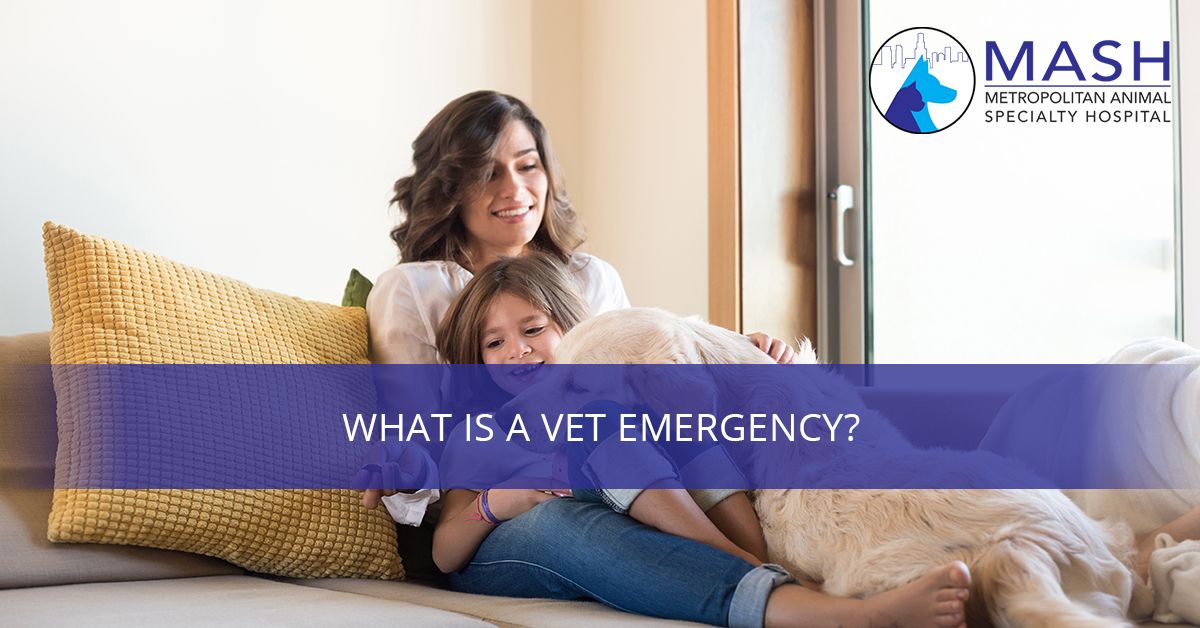 Emergency Vet in Los Angeles, CA  Metropolitan Animal Specialty