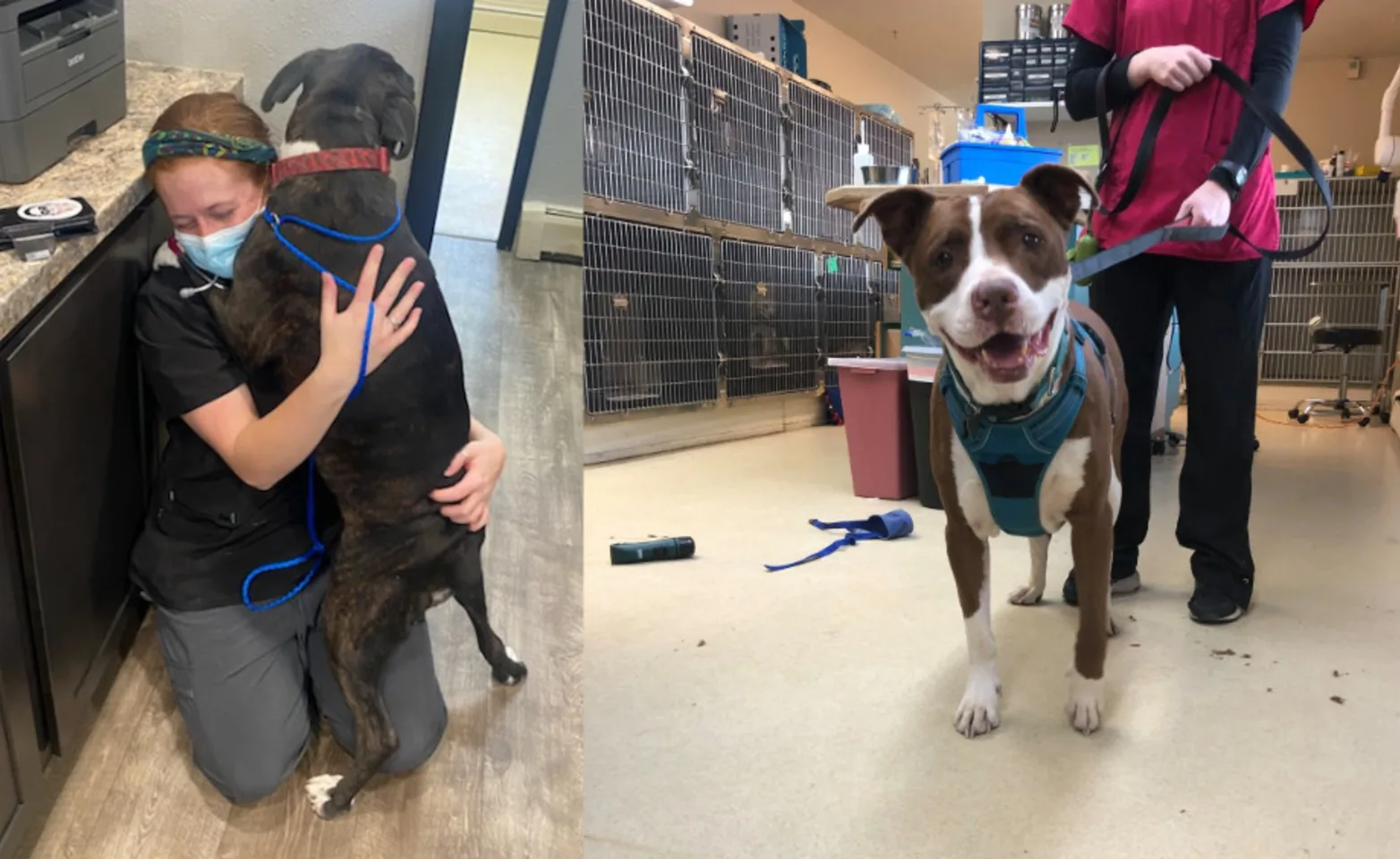 Veterinarians with Dogs at Woodmoor Veterinary Clinic