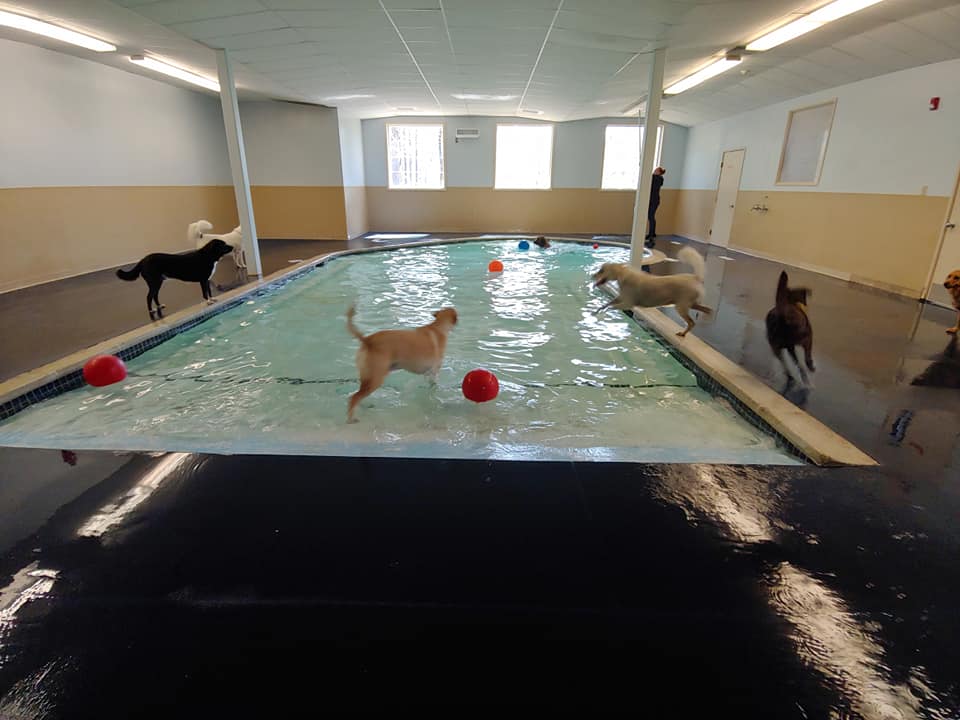 Dog indoor pool