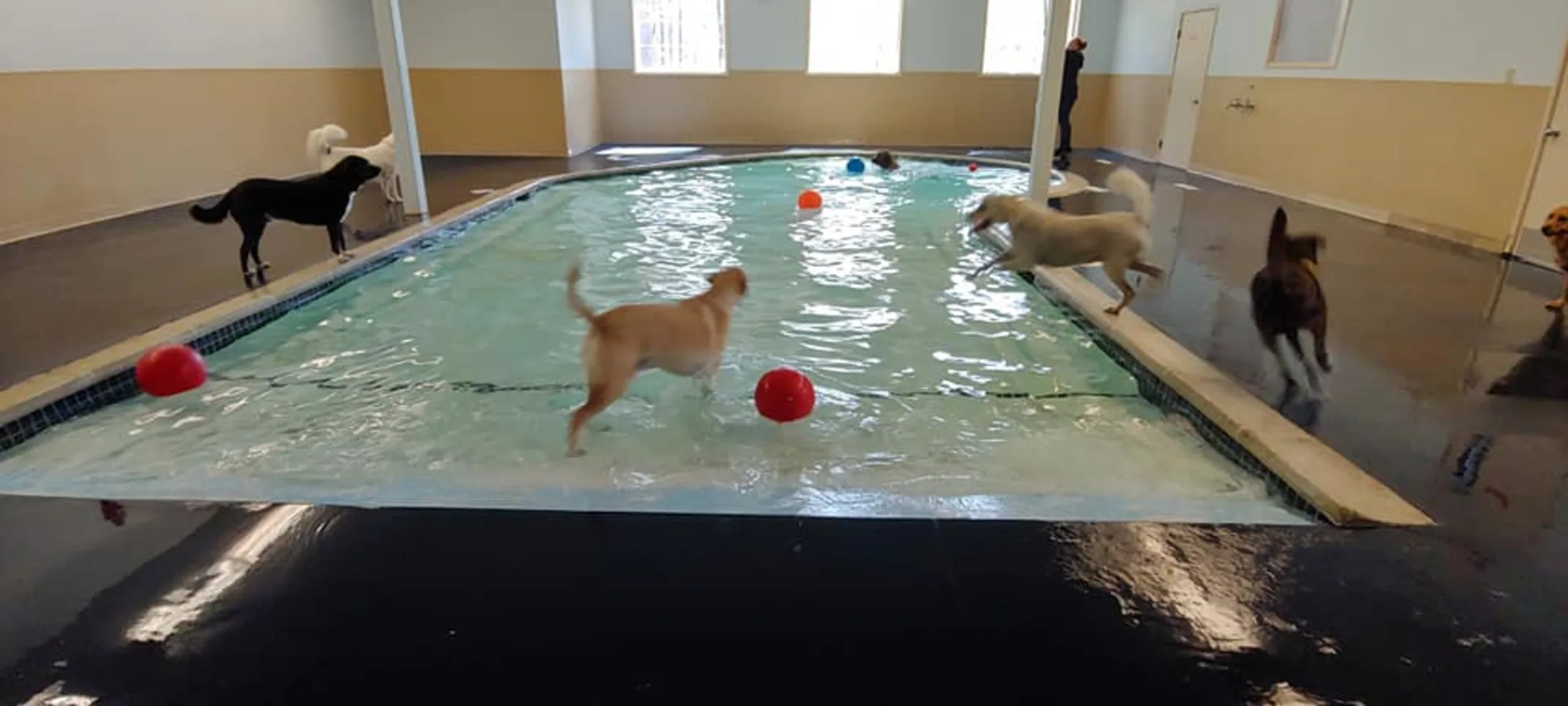 Dog indoor pool Dog indoor pool