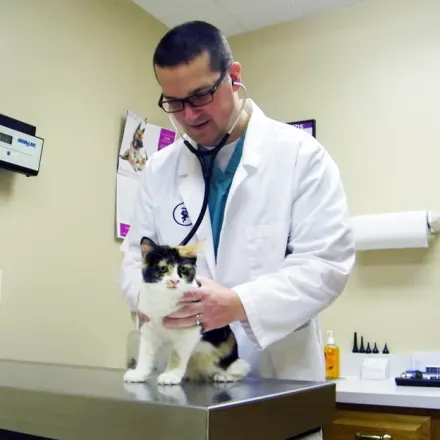 Dr. Peterson examining a cat