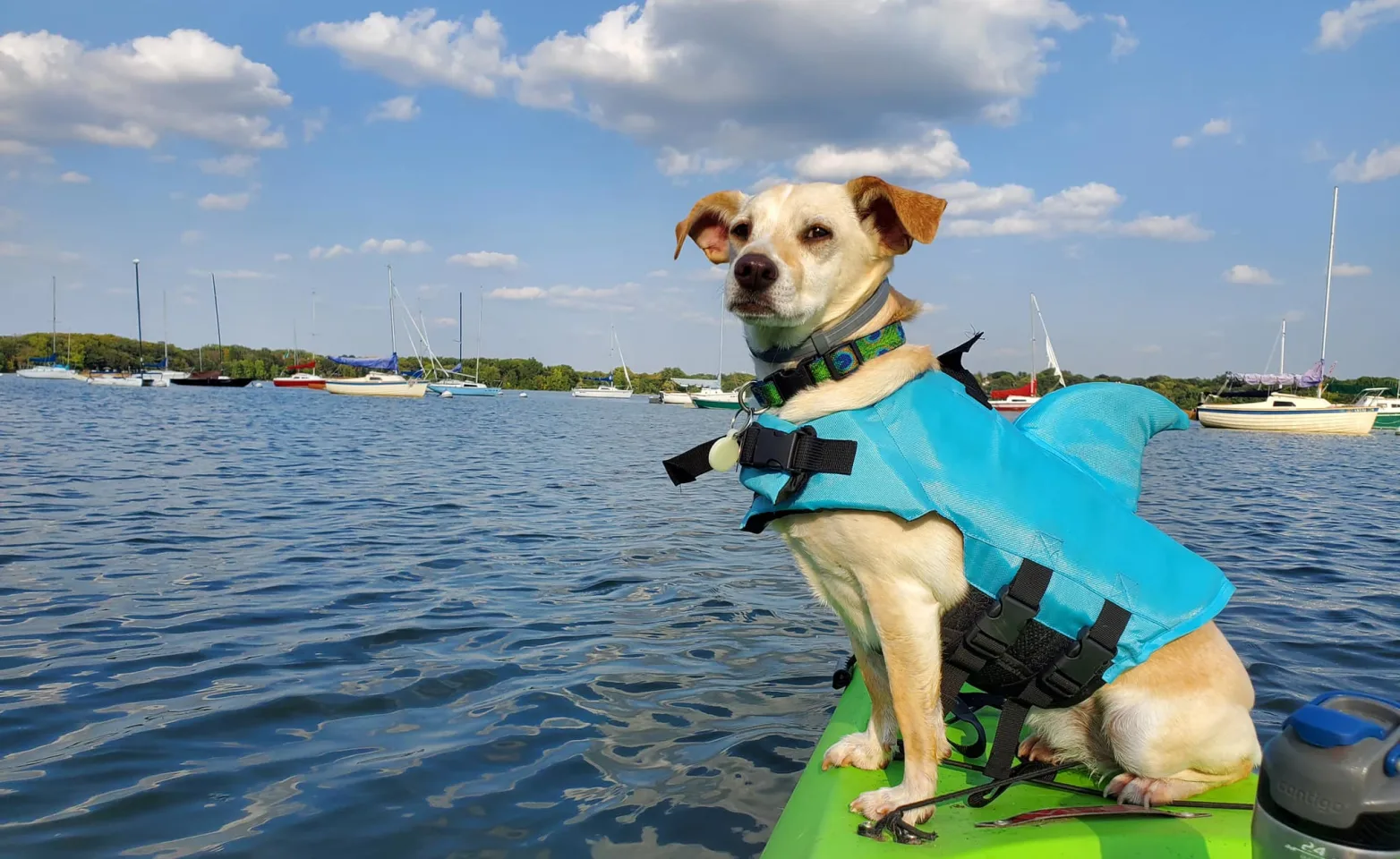 Small dog sitting on a kayak in the water wearing a life jacket