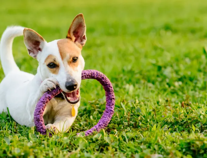 Small white dog playing with toy on grass