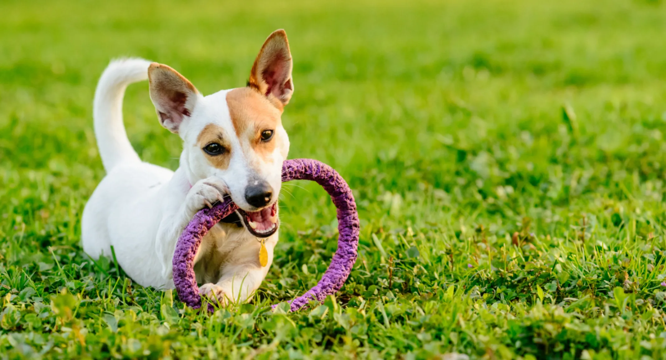 Small white dog playing with toy on grass Small white dog playing with toy on grass